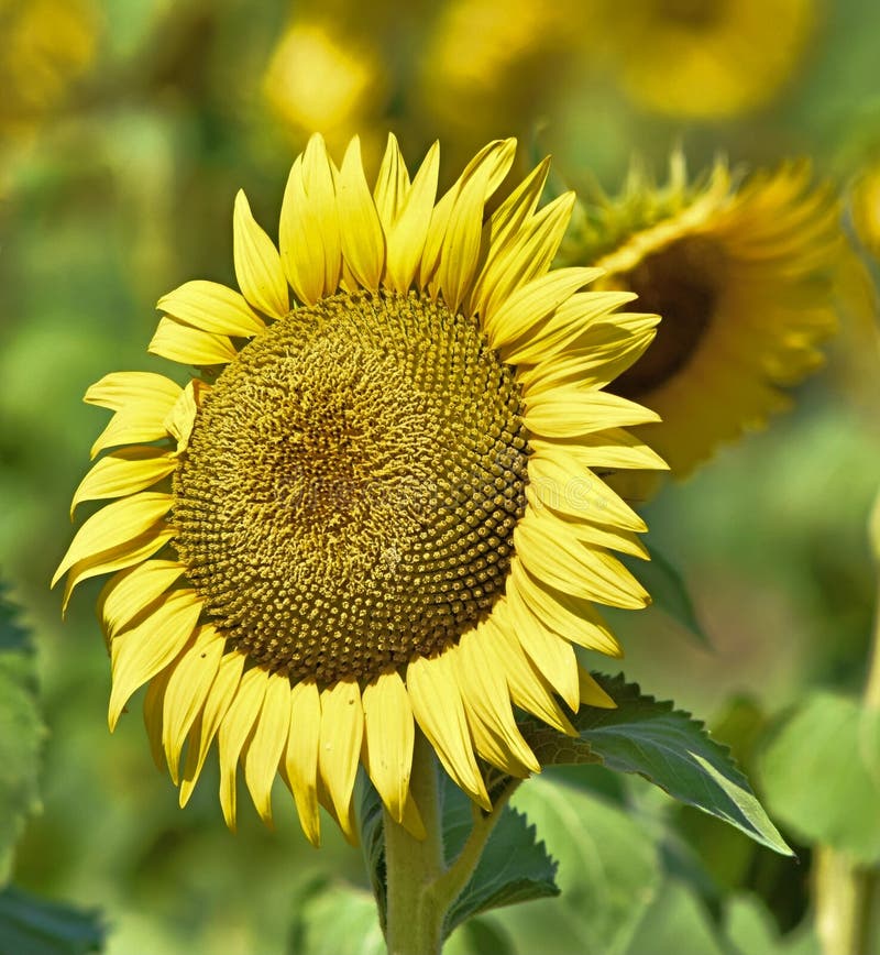 Sunflower, giant, Helianthus giganteus. Big Yellow heads for seed production. These are raised near Okarche , Oklahoma off of Oklahoma Hwy 3.