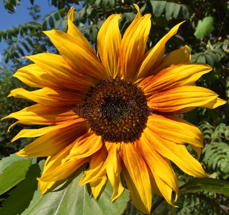 Sunflower On Tall Stalk In Front Yard Garden Stock Image