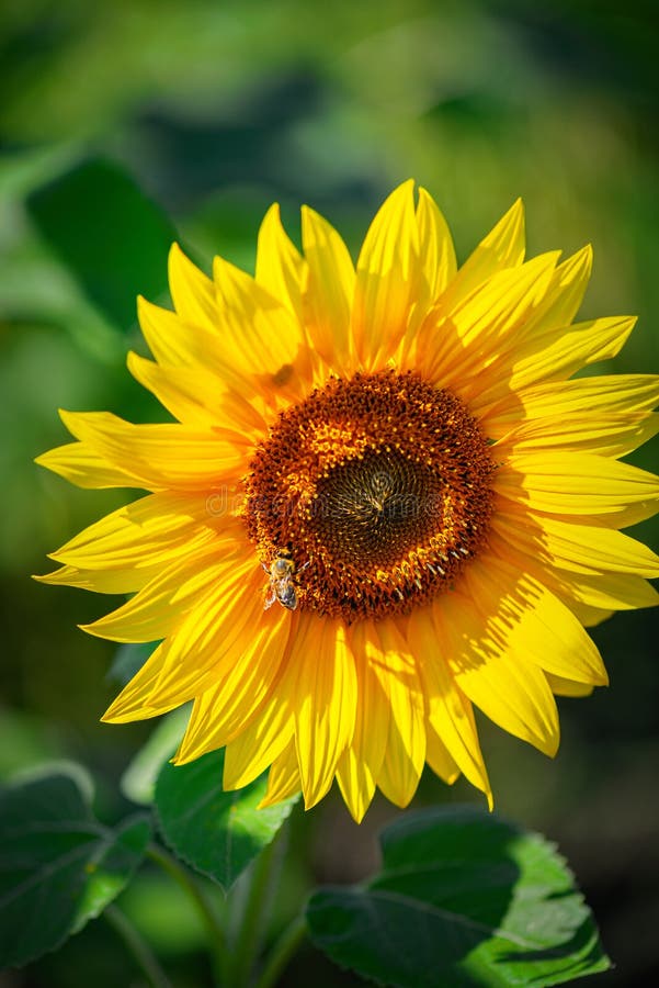 Sunflower on a Green Background Stock Photo Image of agriculture