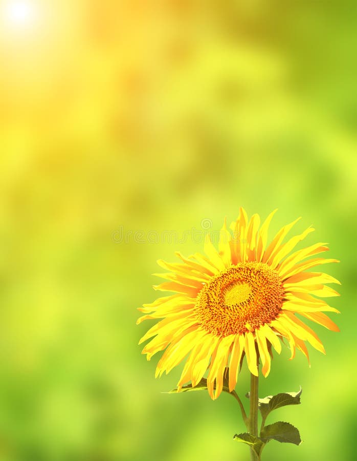 Sunflower on Green Background Stock Photo Image of daisy, agriculture