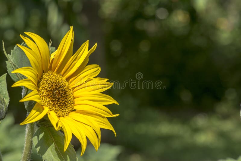 Sunflower on Green Background Stock Image Image of blossom, flower