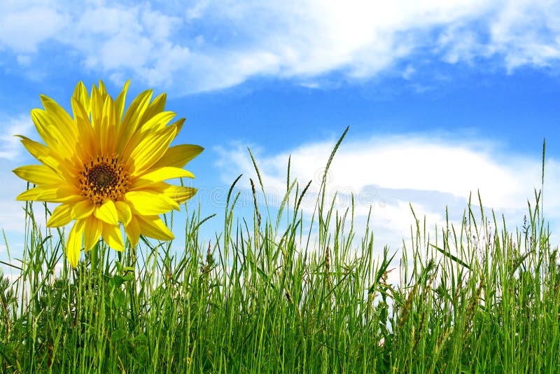 Sunflower in green grass stock photo. Image of flower 12464872