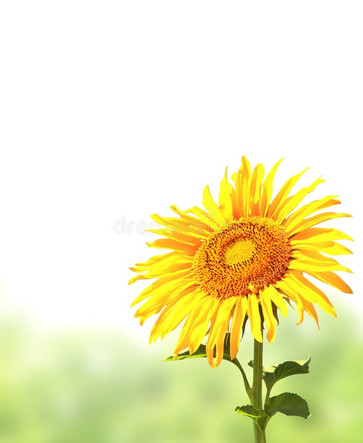 Sunflower and green grass stock image. Image of flower 38458271