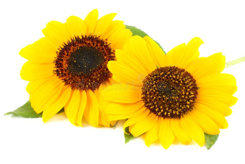 Sunflower With Green Leaf And Seeds Isolated On White Background Stock