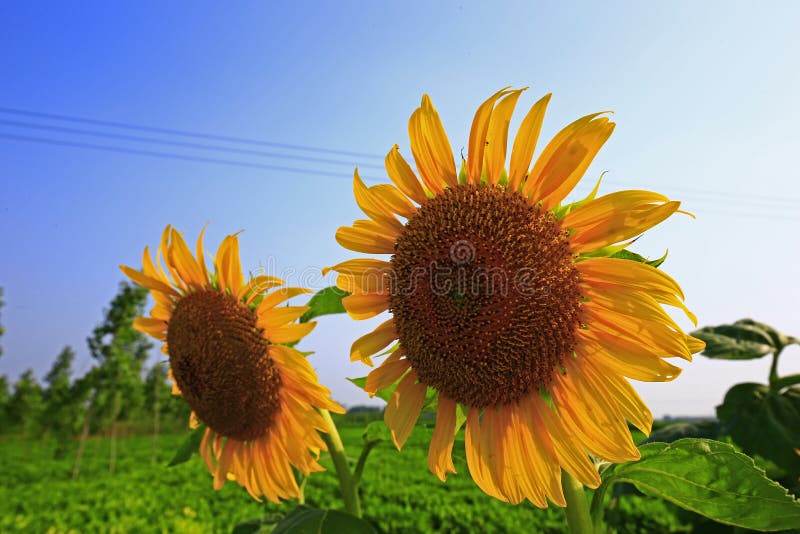 Sunflower grow in the wild stock photo. Image of sunflower 238985668