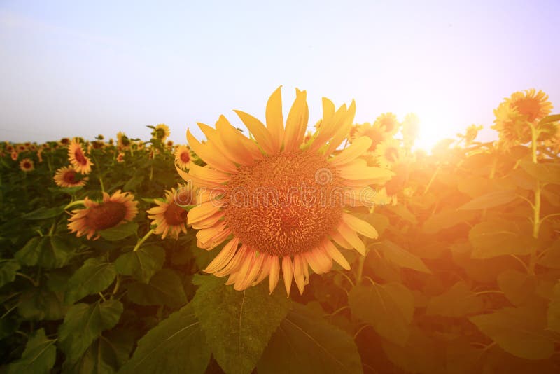 Sunflower grow in the wild stock image. Image of wild 238985733