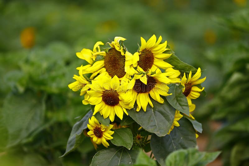 Sunflower grow in the wild stock photo. Image of plantation 239056530