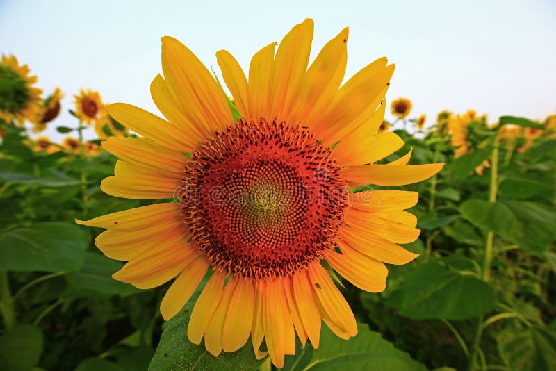 Sunflower grow in the wild stock photo. Image of plantation 239057612