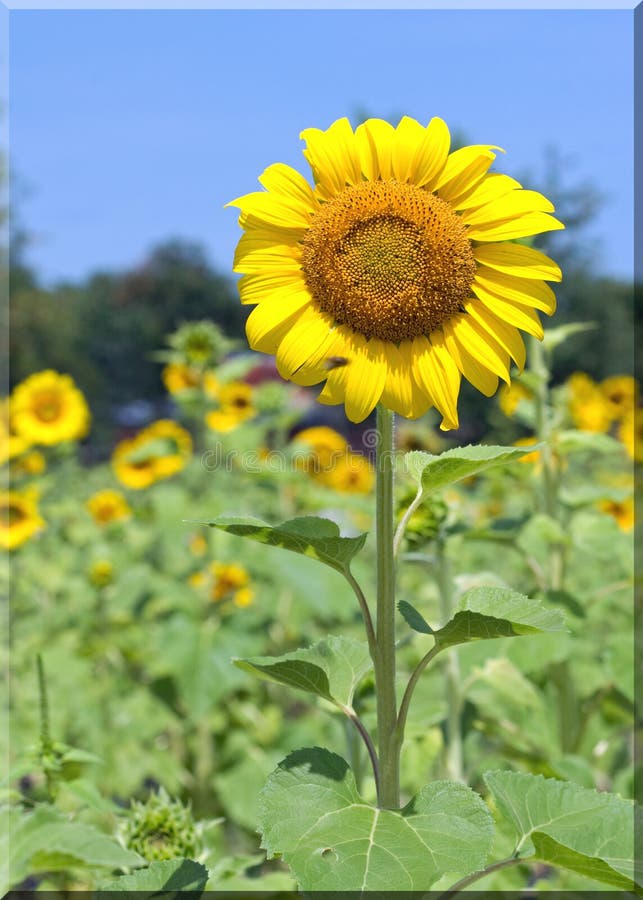 Sunflower Field Kenosha, Wisconsin Stock Photo Image of wisconsin
