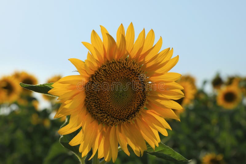 Sunflower Growing in Field Outdoors on Sunny Day Stock Photo Image of