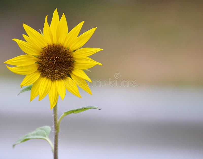 The Sunflower Growing Out of the Seed that Fell from the Bird Feeder