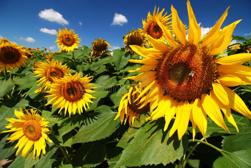 Sunflower Growing Plantation Close Up Stock Photo Image of botanical
