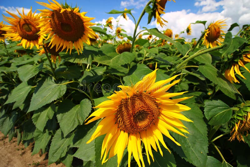Sunflower Growing Plantation Close Up Stock Photo Image of nature