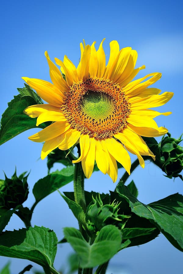 Young Plants Growing Toward the Light Stock Photo Image of plant