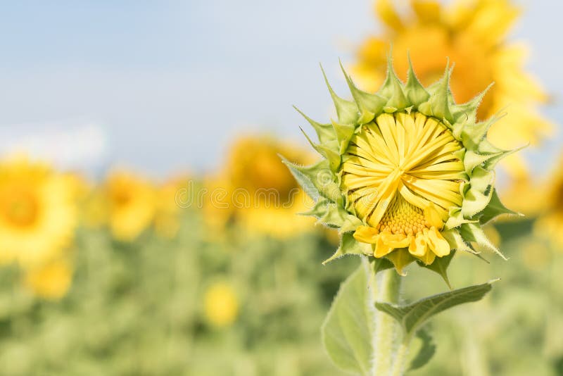 Sunflower growth stock photo. Image of flower, spring 3922142