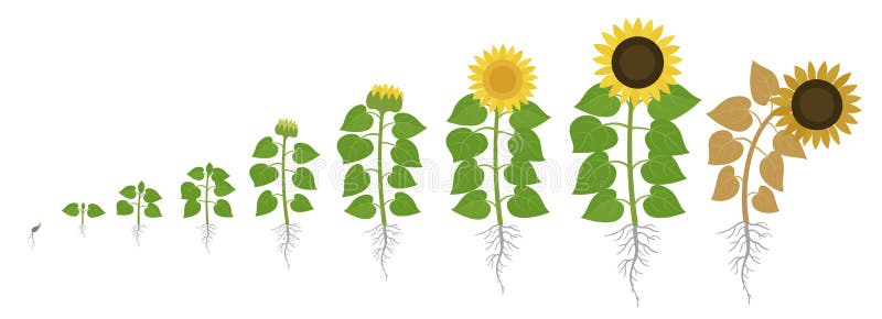 Sunflower Plant. Helianthus Annuus. Agriculture Cultivated Plant. Green  Leaves Stock Illustration - Illustration of species, agronomist: 144101006