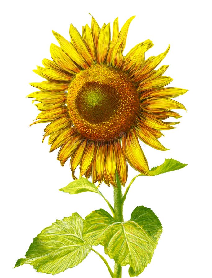 Sunflower Hand Drawn Illustration. Stock Illustration - Illustration of ...