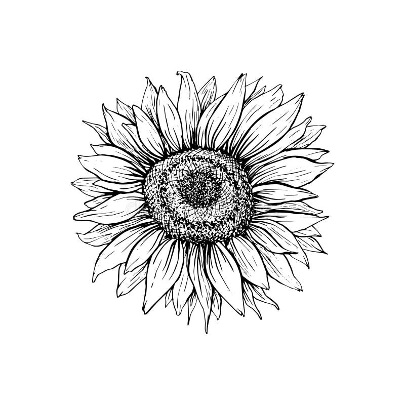Free Free Clipart Sunflower Vector SVG PNG EPS DXF File