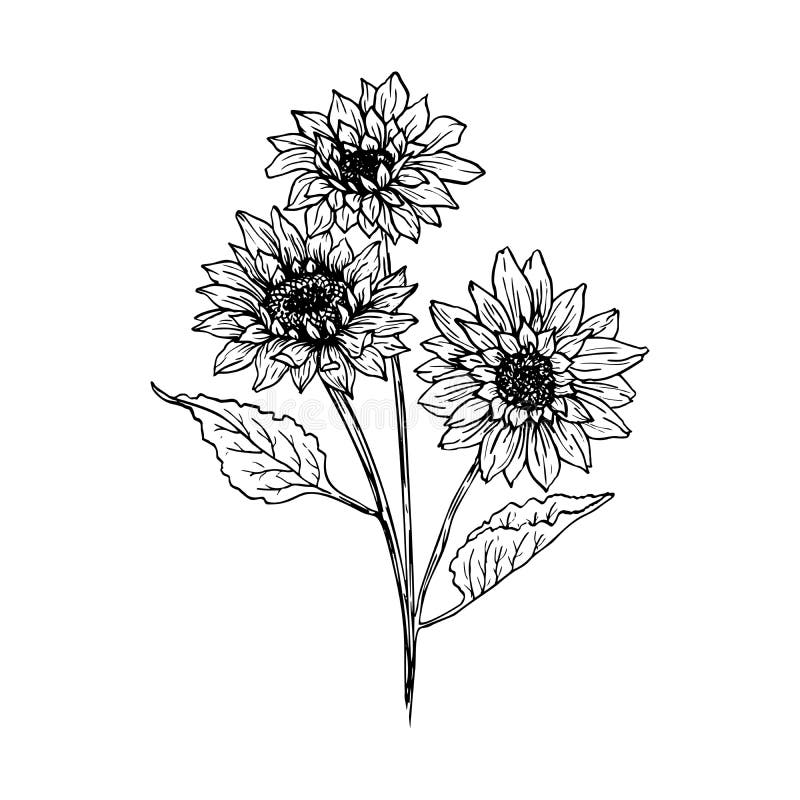 Download Hand Drawing Sunflower Stock Illustrations - 4,153 Hand ...