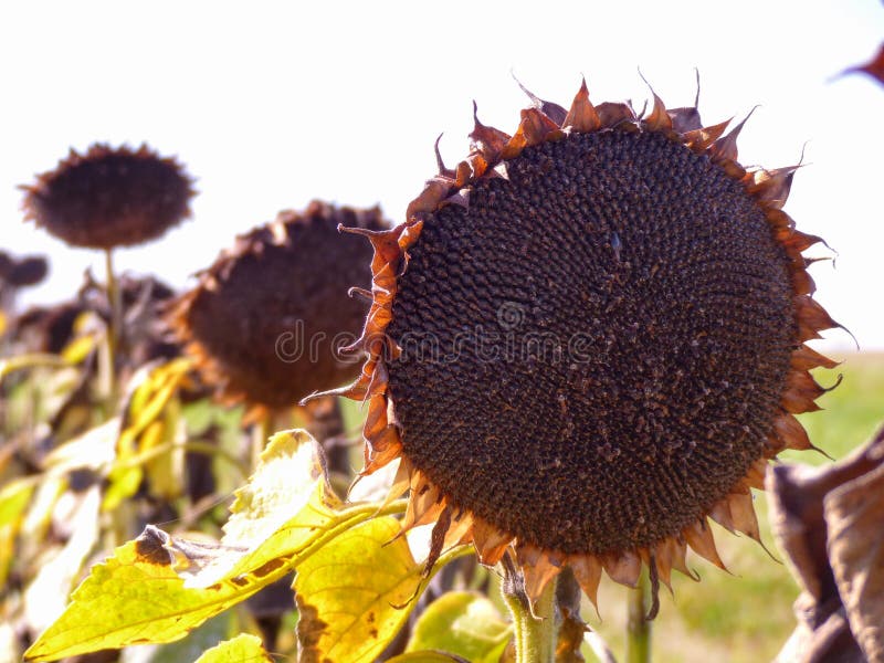 Sunflower at harvest time stock image. Image of seed 45379067