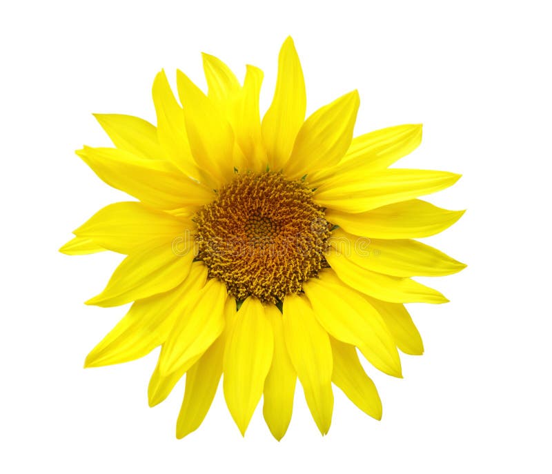 Sunflower head stock photo. Image of plant, sunflowers 5962578