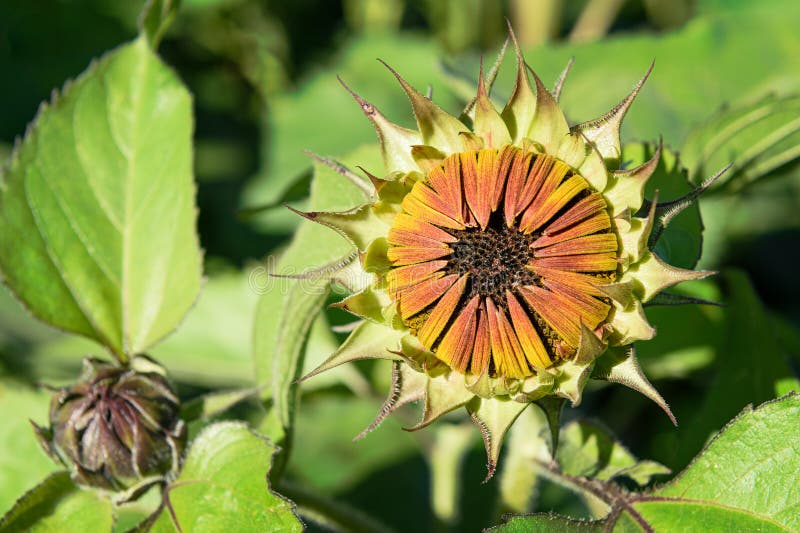 Sunflower Head Still Opening Stock Photo Image of horizontal, beautiful 260475586