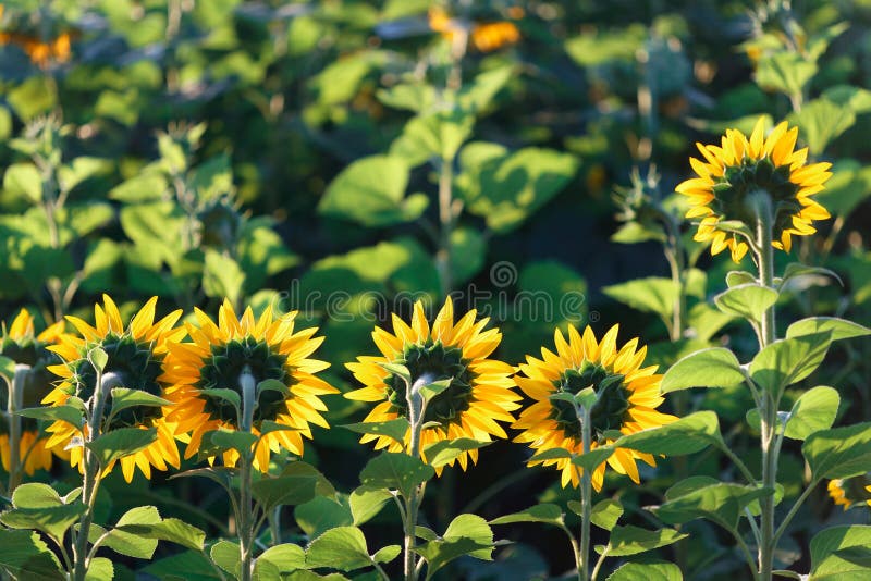 Sunflower Head Turned Toward the Sun in the Morning. Stock Image