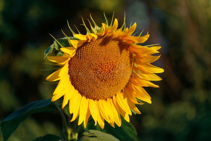 Sunflower Head Turned Toward The Sun In The Morning. Stock Photo