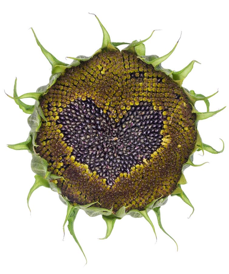 9+ Sunflower seeds heart Free Stock Photos StockFreeImages
