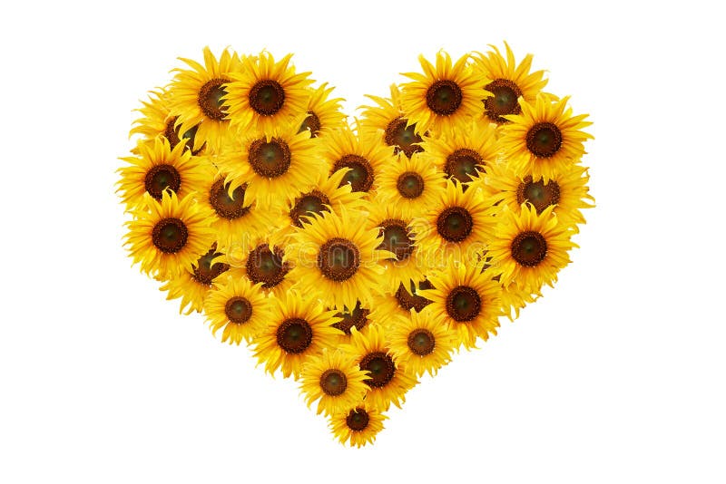 Download Sunflower heart. stock image. Image of white, love, color ...