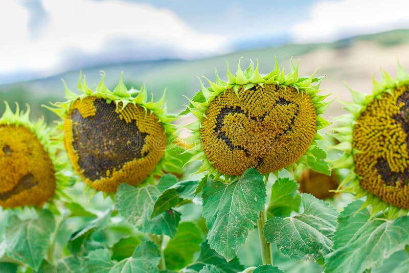 Sunflower with heart shape stock image. Image of blossoming 80521849