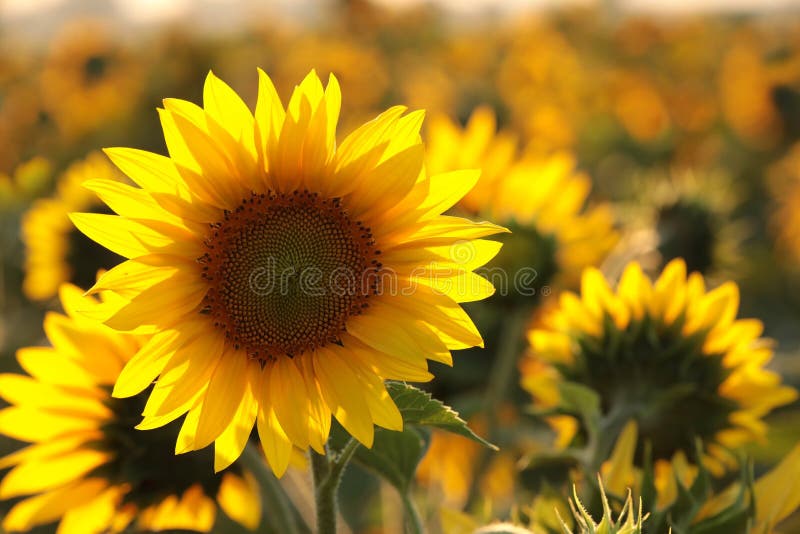 sunflower helianthus annuus in the field at dusk close up of fresh growing backlit by light setting sun august poland