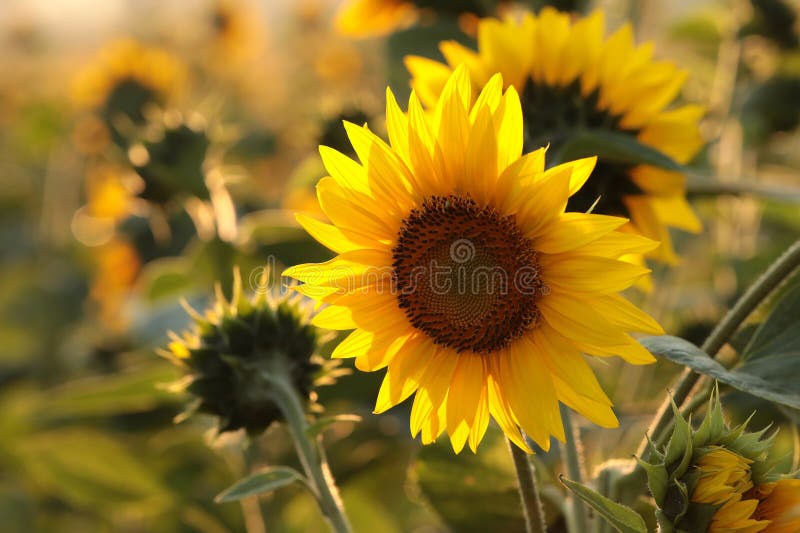 sunflower helianthus annuus in the field at dusk close up of fresh growing backlit by light setting sun august poland