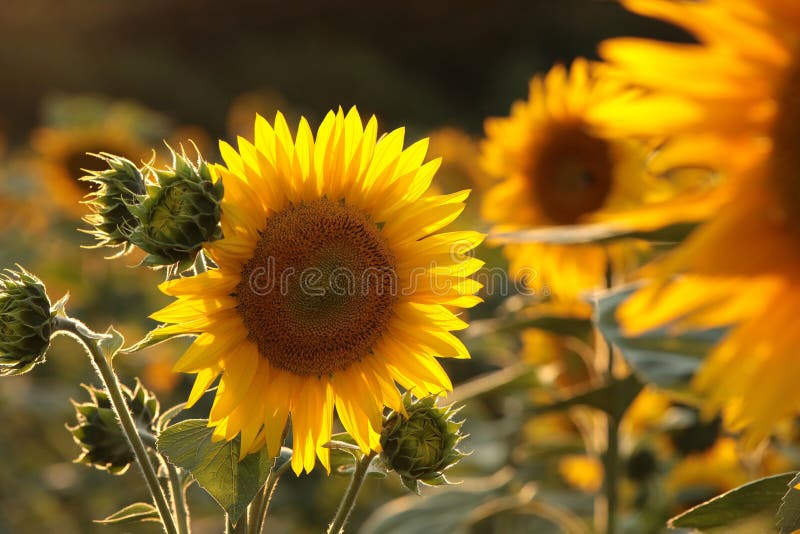 sunflower helianthus annuus in the field at dusk close up of fresh growing backlit by light setting sun august poland