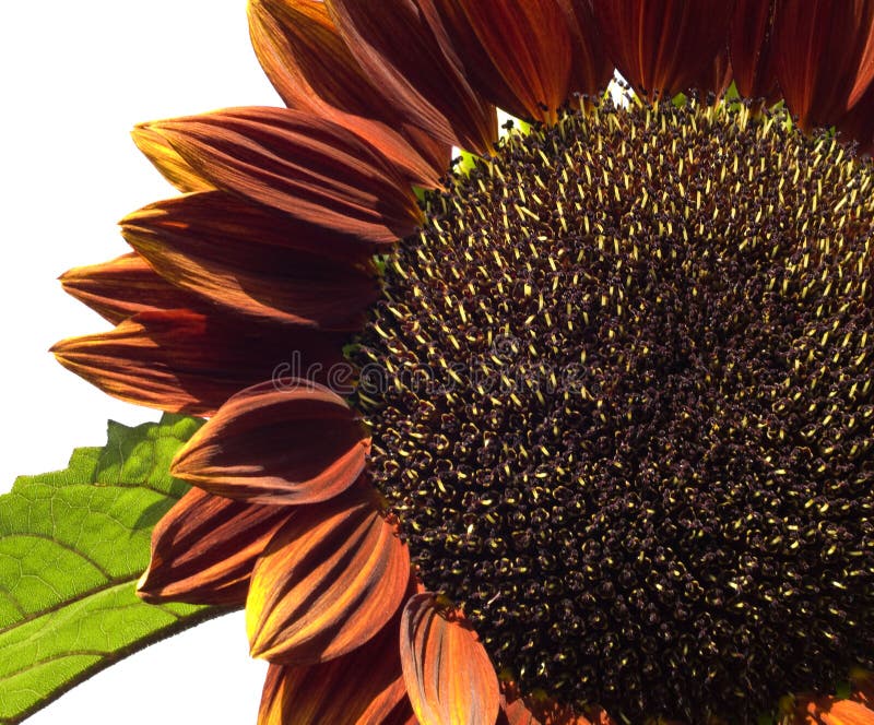 Sunflower Helianthus annuus Royal Velvet