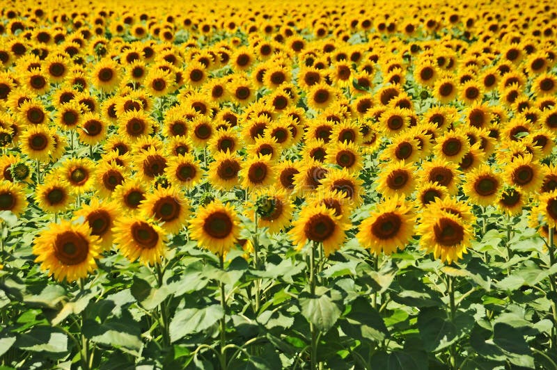 Sunflower (Helianthus) field