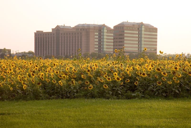 Sunflower Hotel stock photo. Image of beautiful, commercial 4852038
