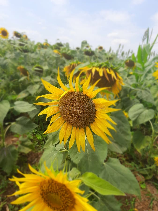 Sunflower Indian Flower Garden Cool Flower Stock Photo Image of petal