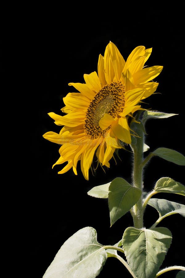 Sunflower Isolated On A Black Background Stock Image Image of spring