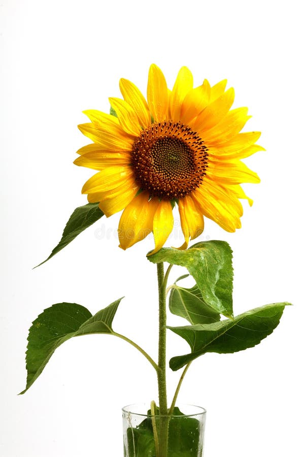 Sunflower,isolated on white