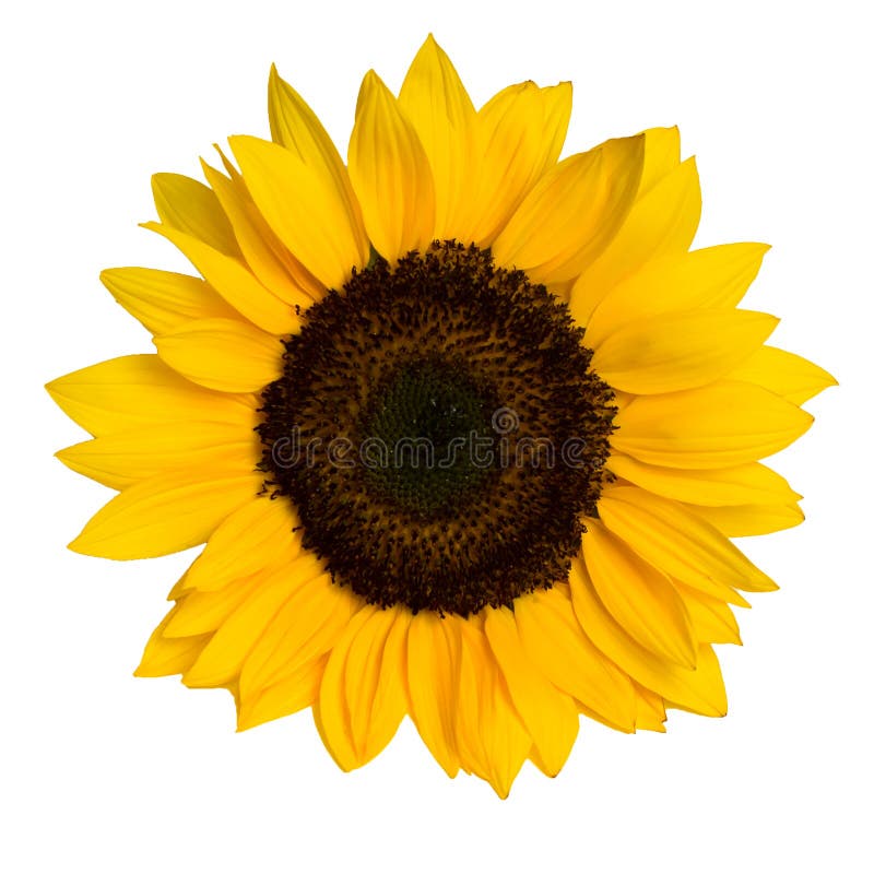 Sunflower isolated on white background royalty free stock photo