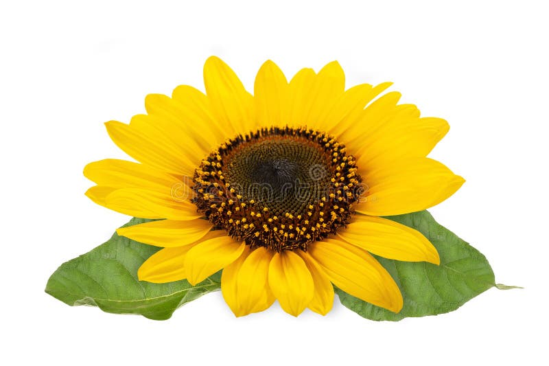 Sunflower stock photo. Image of beautiful, flora, ecology - 172077942