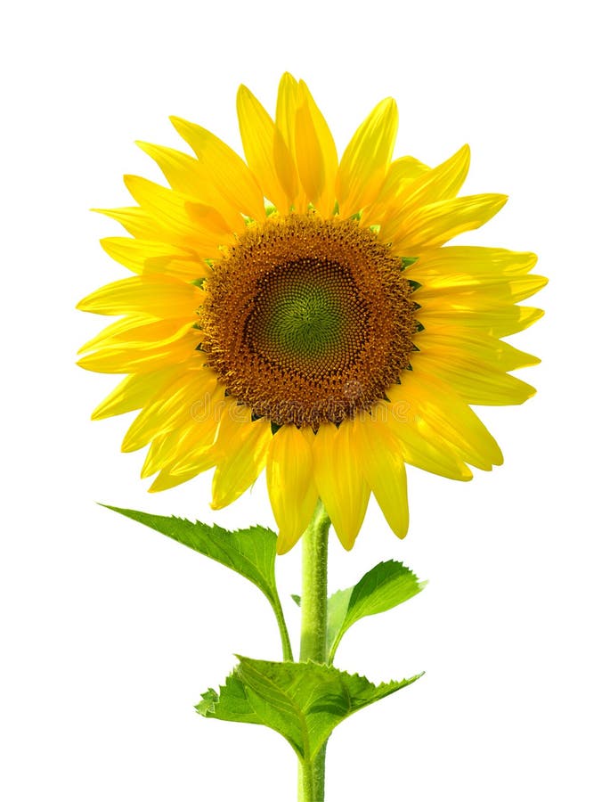 Sunflower stock image. Image of single, yellow, nature 36173535