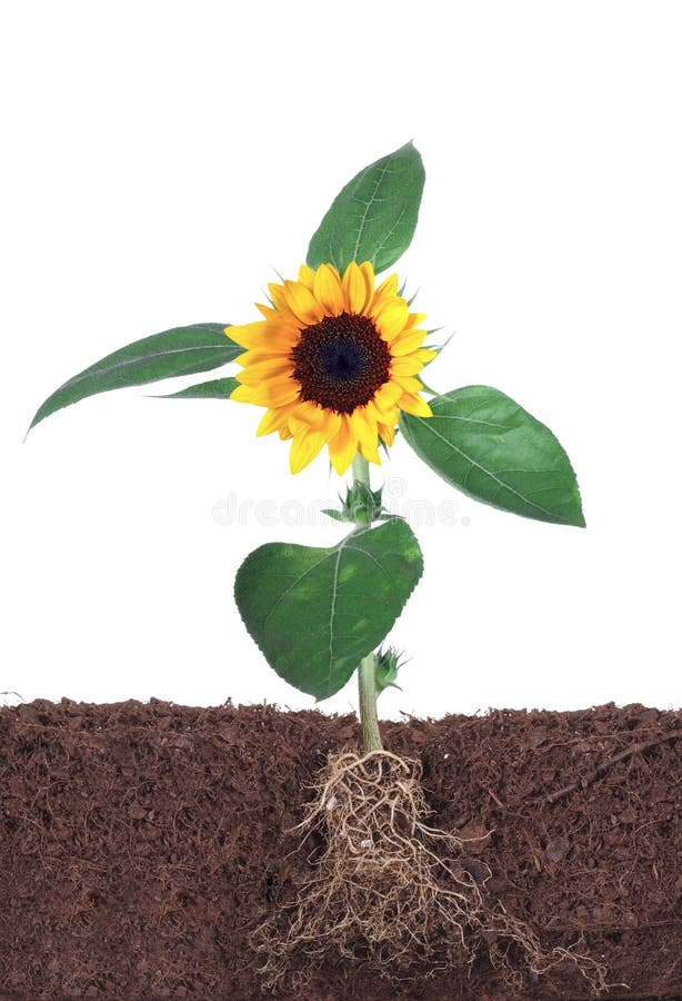 Sunflower Isolated on White with Root Stock Image Image of blooming
