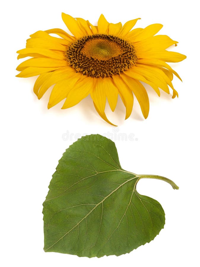 Sunflower and its leaf stock photo. Image of leaf, colors - 20410254