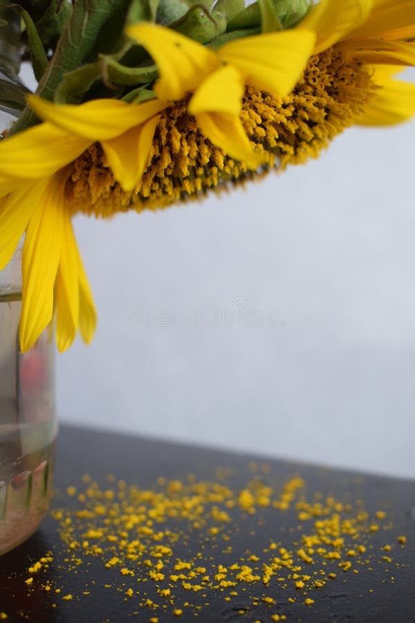 Dying Sunflower Vase Stock Photos Free & RoyaltyFree Stock Photos