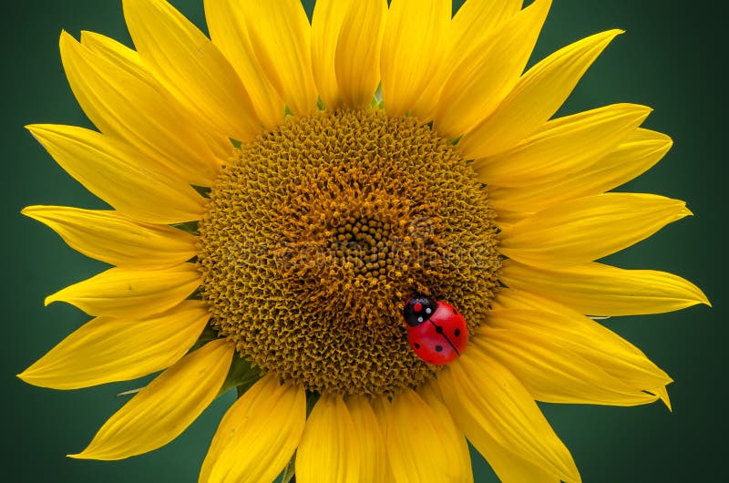 Sunflower and ladybug stock image. Image of growth, seed 46468965