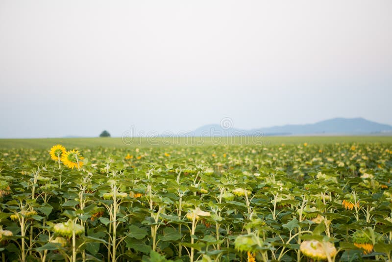 Sunflower landscape