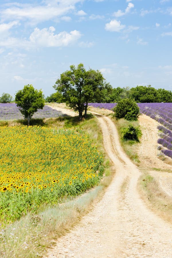Sunflower and Lavender Fields Stock Image Image of outside, tree