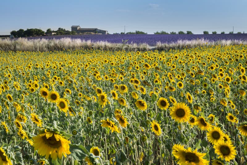 Sunflower and Lavender Fields in Provence Stock Image Image of france